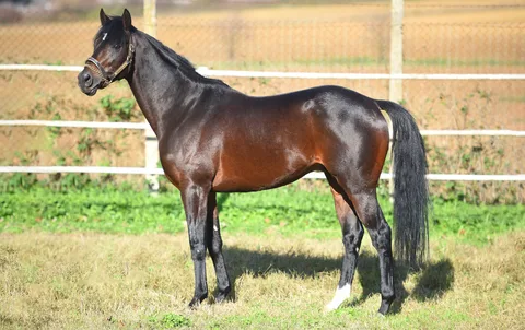 FEARLESS KING (GB)