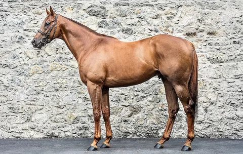 COTAI GLORY (GB)